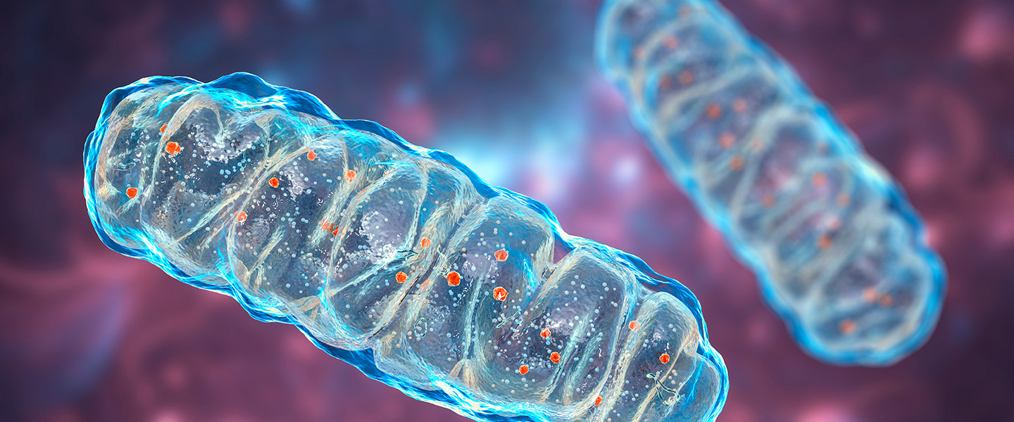 A Problem With Energy-Producing Mitochondria May Increase Risk for Schizophrenia
A Problem With Energy-Producing Mitochondria May Increase Risk for Schizophrenia