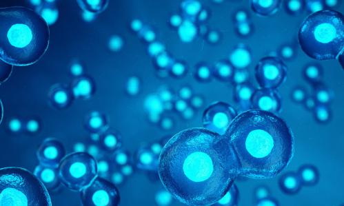 A Stem Cell-Based Therapeutic “Rescue Strategy” is Developed for Timothy Syndrome, an Autism Spectrum Disorder A Stem Cell-Based Therapeutic “Rescue Strategy” is Developed for Timothy Syndrome, an Autism Spectrum Disorder