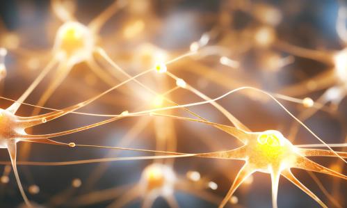 Discovery of a New Synaptic Mechanism Through Which Memories Are Maintained and Lost Discovery of a New Synaptic Mechanism Through Which Memories Are Maintained and Lost
