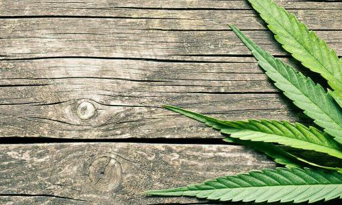 Study Gauges Impact of Heavy, Chronic Cannabis Use on Cognition and Psychosis-Related Phenomena Study Gauges Impact of Heavy, Chronic Cannabis Use on Cognition and Psychosis-Related Phenomena