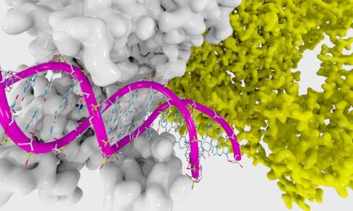 Protein May Play Important Role in Regulating Depressive Behaviors