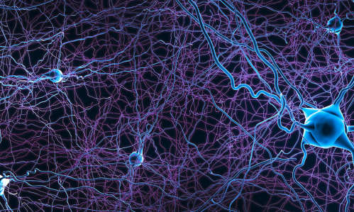 Lab-Grown Human Neurons Transplanted into the Rat Brain Grew, Connected, and Promise to Shed Light on Psychiatric Illness Lab-Grown Human Neurons Transplanted into the Rat Brain Grew, Connected, and Promise to Shed Light on Psychiatric Illness