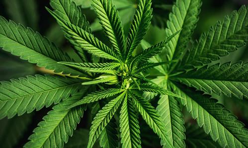 Cannabis Use in Adolescence May Alter Development of Cerebral Cortex Cannabis Use in Adolescence May Alter Development of Cerebral Cortex