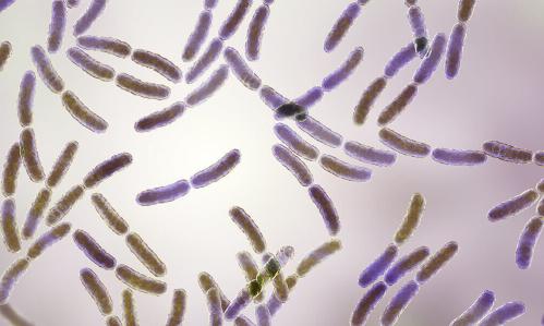 Pregnant Mice on High-Fat Diets Have Gut Microbe Deficiencies That Perturb Social Behavior Across Generations of Offspring, Study Finds Pregnant Mice on High-Fat Diets Have Gut Microbe Deficiencies That Perturb Social Behavior Across Generations of Offspring, Study Finds