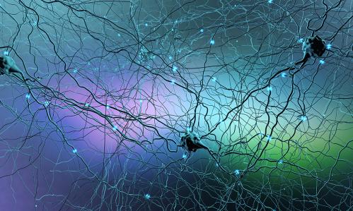 Experiments Reveal How a Circuit 'Resets' When the Brain Learns to Respond to New Conditions