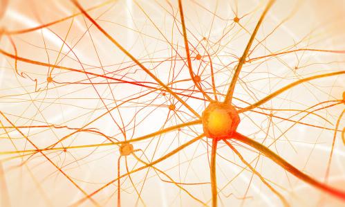 Study Sheds Light on How Early-Life Abuse Can Alter Maturation of Brain's Emotion Circuitry Study Sheds Light on How Early-Life Abuse Can Alter Maturation of Brain's Emotion Circuitry