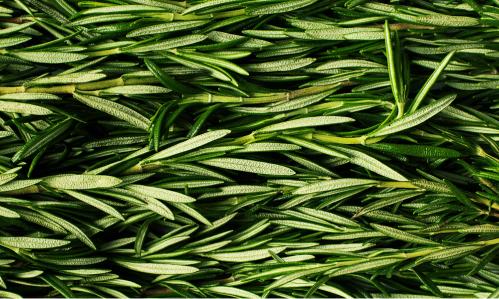 A Possible Biomarker for Cocaine Misuse and a Novel Treatment for Cocaine Addiction Based on Compound in Rosemary A Possible Biomarker for Cocaine Misuse and a Novel Treatment for Cocaine Addiction Based on Compound in Rosemary