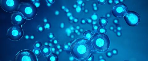 A Stem Cell-Based Therapeutic “Rescue Strategy” is Developed for Timothy Syndrome, an Autism Spectrum Disorder A Stem Cell-Based Therapeutic “Rescue Strategy” is Developed for Timothy Syndrome, an Autism Spectrum Disorder