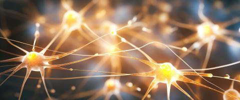 Discovery of a New Synaptic Mechanism Through Which Memories Are Maintained and Lost Discovery of a New Synaptic Mechanism Through Which Memories Are Maintained and Lost