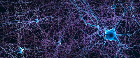 Study Finds Patterns of Brain Atrophy in Schizophrenia Converge on a Common Functional Brain Network Study Finds Patterns of Brain Atrophy in Schizophrenia Converge on a Common Functional Brain Network
