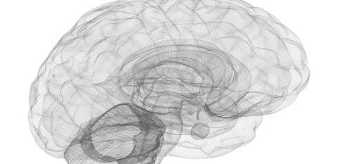 Wireframe of the human brain