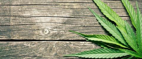 Largest Genome Study to Date of Cannabis Use Disorder Reveals New Genetic Underpinnings