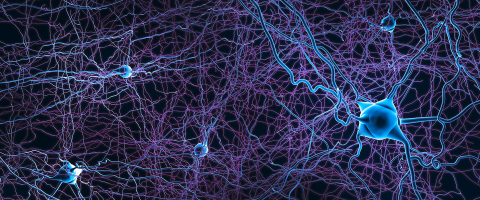 Lab-Grown Human Neurons Transplanted into the Rat Brain Grew, Connected, and Promise to Shed Light on Psychiatric Illness Lab-Grown Human Neurons Transplanted into the Rat Brain Grew, Connected, and Promise to Shed Light on Psychiatric Illness