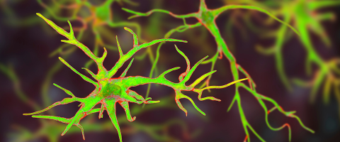 New Insights About Epilepsy Mechanism Suggest a Potential Treatment Target New Insights About Epilepsy Mechanism Suggest a Potential Treatment Target