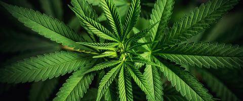 In Young Men, 15% of Schizophrenia Might Be Prevented If Cannabis Use Disorder Is Not Present, Study Finds In Young Men, 15% of Schizophrenia Might Be Prevented If Cannabis Use Disorder Is Not Present, Study Finds