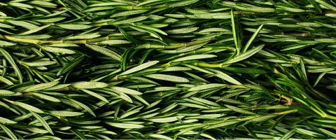 A Possible Biomarker for Cocaine Misuse and a Novel Treatment for Cocaine Addiction Based on Compound in Rosemary A Possible Biomarker for Cocaine Misuse and a Novel Treatment for Cocaine Addiction Based on Compound in Rosemary