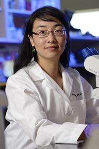 Guo-li Ming, M.D., Ph.D.