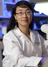 Guo-li Ming, M.D., Ph.D.